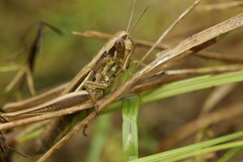 Euchorthippus declivus